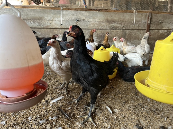 นักวิจัย ม.นครพนม ส่งเสริมเกษตรกรผู้เลี้ยงไก่ 3 สายเลือด “ศรีโคตรบูรณ์” สายพันธุ์ลูกผสมพื้นเมือง พบลงทะเบียนจองคิวยาวถึงกลางปี