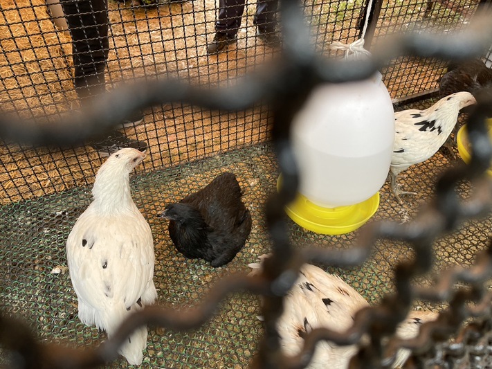 นักวิจัย ม.นครพนม ส่งเสริมเกษตรกรผู้เลี้ยงไก่ 3 สายเลือด “ศรีโคตรบูรณ์” สายพันธุ์ลูกผสมพื้นเมือง พบลงทะเบียนจองคิวยาวถึงกลางปี