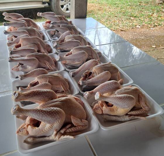 ม.นครพนม พัฒนาไก่พันธุ์ลูกผสมพื้นเมือง ‘ศรีโคตรบูรณ์’ เพิ่มทางเลือกให้เกษตรกร