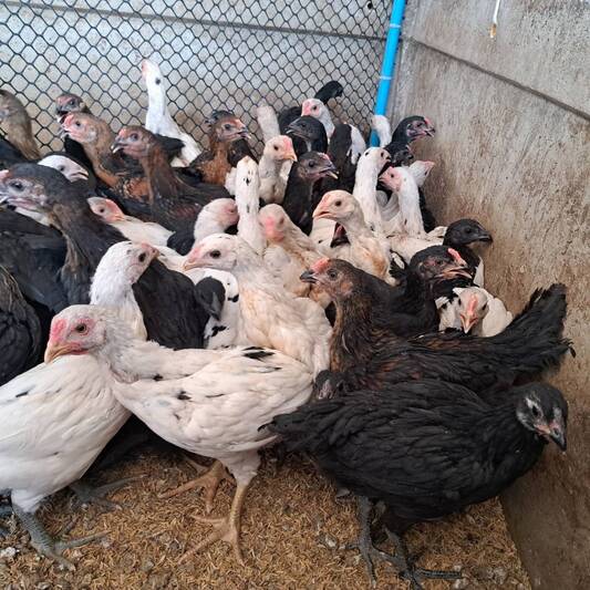 ม.นครพนม พัฒนาไก่พันธุ์ลูกผสมพื้นเมือง ‘ศรีโคตรบูรณ์’ เพิ่มทางเลือกให้เกษตรกร