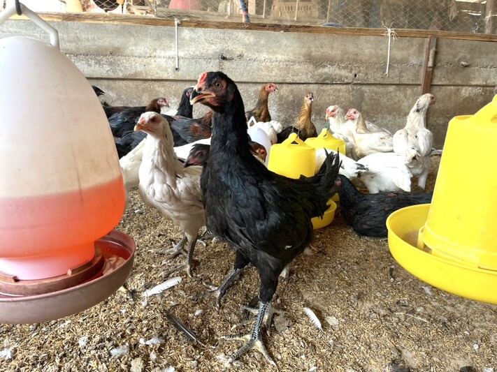 ม.นครพนม พัฒนาไก่พันธุ์ลูกผสมพื้นเมือง ‘ศรีโคตรบูรณ์’ เพิ่มทางเลือกให้เกษตรกร