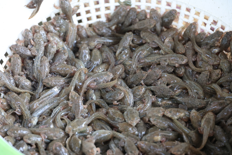 ม.นครพนม แปรรูปลูกอ๊อด หนุนวิสาหกิจชุมชน “กบนานครพนม” ยกระดับสินค้าท้องถิ่นสู่ตลาดอาเซียน